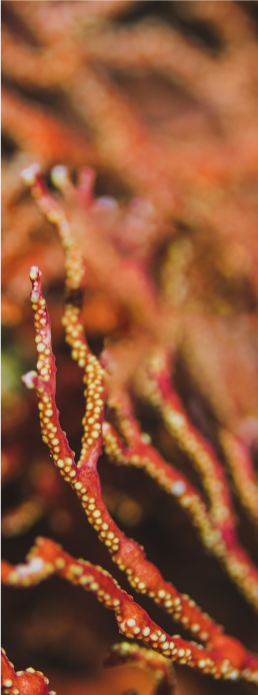 布列塔尼紅藻