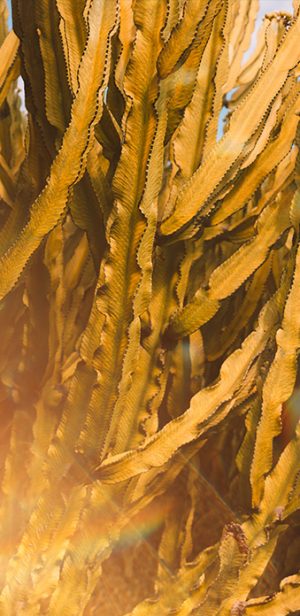 黃金海藻